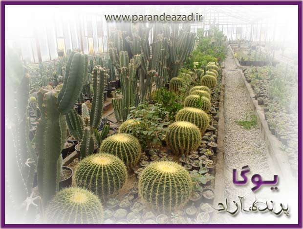 parandeazad yoga2